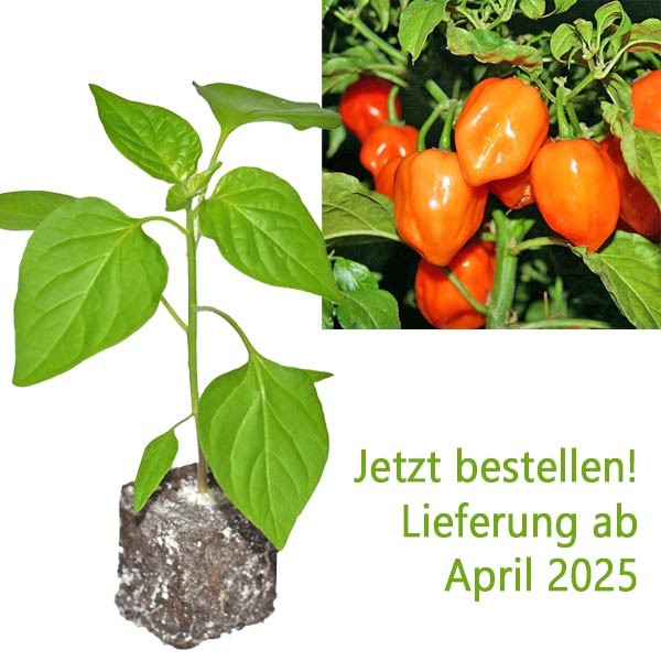BIO_Habanero_Orange_Chili-Pflanze_01.jpg