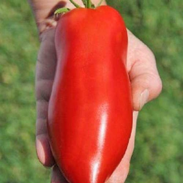 Jersey_Devil_Tomaten_Samen_1.jpg