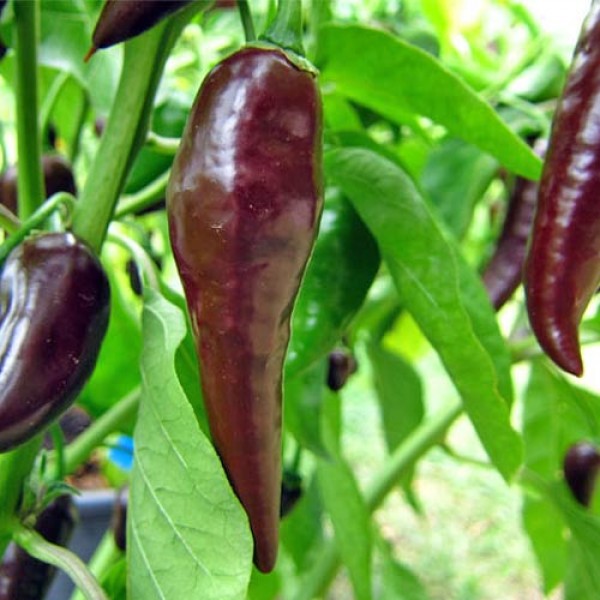 BIO Habanero Maya brown Chili Samen
