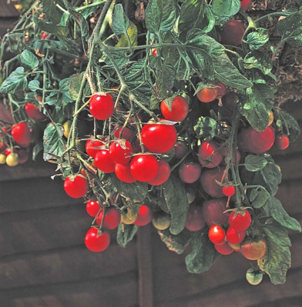 Gartenperle Tomaten Samen