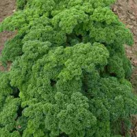 Krause_Petersilie_Samen_1.jpg Krause_Petersilie_Samen_1.jpg