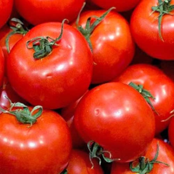 Domingo_Tomaten_Samen_1.jpg