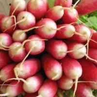 Radieschen_French_Breakfast_Samen_1.jpg Radieschen_French_Breakfast_Samen_1.jpg