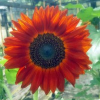 Sonnenblume_Red_Sun_Samen_1.jpg Sonnenblume_Red_Sun_Samen_1.jpg