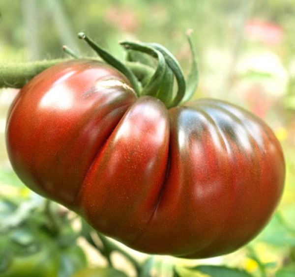 Black Russian Tomaten Samen