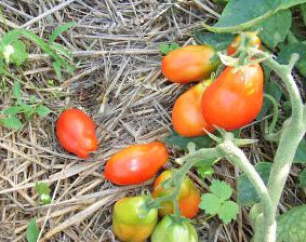 Roma Excellent Tomaten Samen