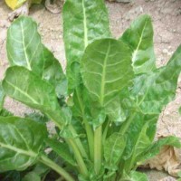 Erbette_Samen_1.jpg Erbette_Samen_1.jpg