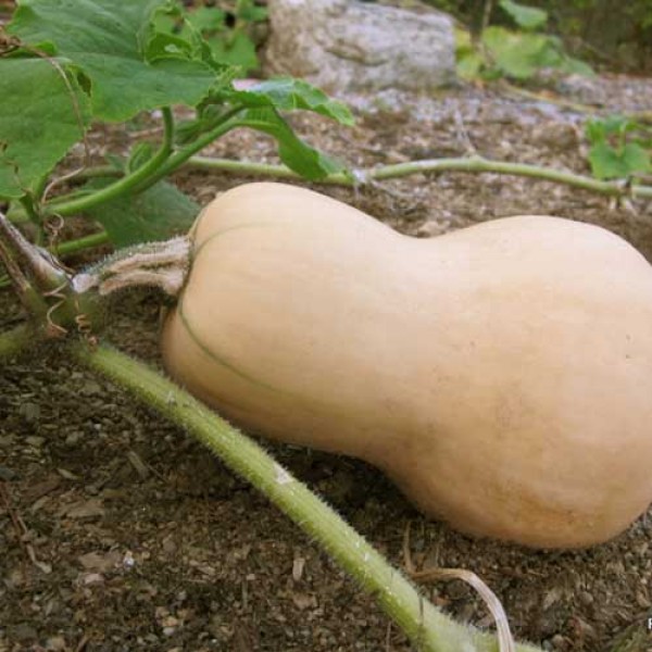 Kuerbis_Waltham_Butternut_Samen_1.jpg