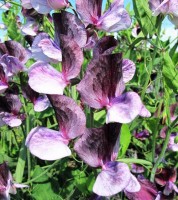 Duftwicke_Heirloom_Senator_Samen_1.jpg Duftwicke_Heirloom_Senator_Samen_1.jpg