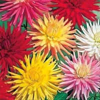 Dahlie_Cactus_Mixed_Samen_1.jpg Dahlie_Cactus_Mixed_Samen_1.jpg