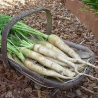 Karotte_Lunar_White_Samen_1.jpg Karotte_Lunar_White_Samen_1.jpg