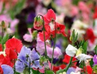 Duftwicke_Spencer_Mix_Samen_1.jpg Duftwicke_Spencer_Mix_Samen_1.jpg