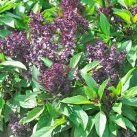 Basilikum_Siam_Queen_Samen_1.jpg Basilikum_Siam_Queen_Samen_1.jpg