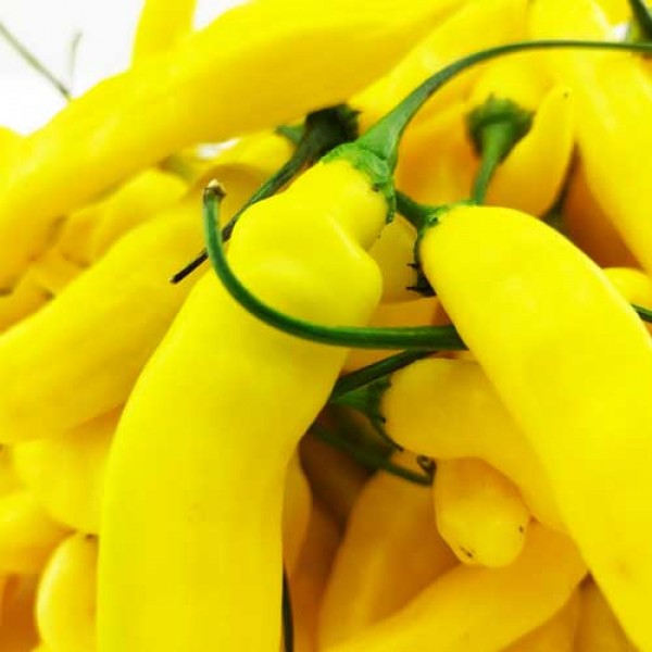 BIO Aji Pineapple Chilis frisch 1kg