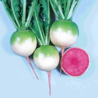 Radieschen_Red_Meat_Samen_1.jpg Radieschen_Red_Meat_Samen_1.jpg