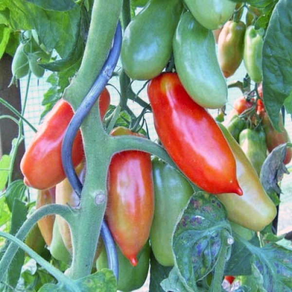 San Marzano Tomaten Samen