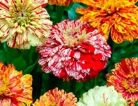 Zinnie_Peppermint_Stick_Samen_1.jpg Zinnie_Peppermint_Stick_Samen_1.jpg