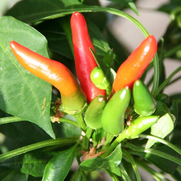 Tabasco_Chili_Samen_1.jpg