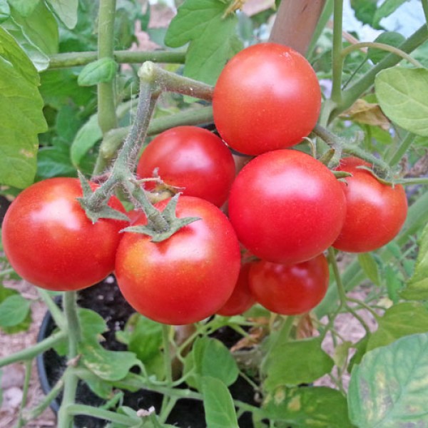 Tumbler Sweet Tomaten Samen