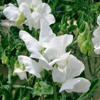 Duftwicke_Royal_Family_White_Samen_1.jpg Duftwicke_Royal_Family_White_Samen_1.jpg