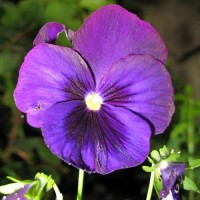 Stiefmuetterchen_Swiss_Giant_Berna_Velvet_Blue_Samen_1.jpg Stiefmuetterchen_Swiss_Giant_Berna_Velvet_Blue_Samen_1.jpg