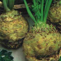 Sellerie_Giant_Prague_Samen_1.jpg Sellerie_Giant_Prague_Samen_1.jpg