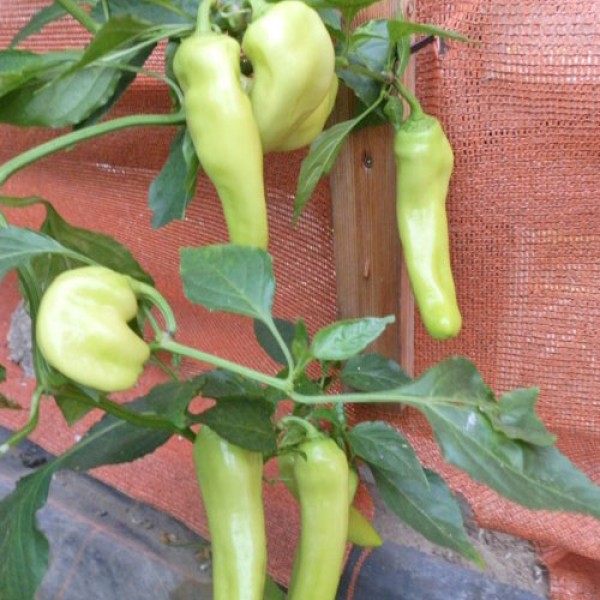 Hungarian Yellow Wax Sweet Chili Samen