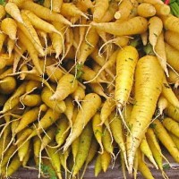 Karotte_Jaune_du_Doubs_Samen_1.jpg Karotte_Jaune_du_Doubs_Samen_1.jpg