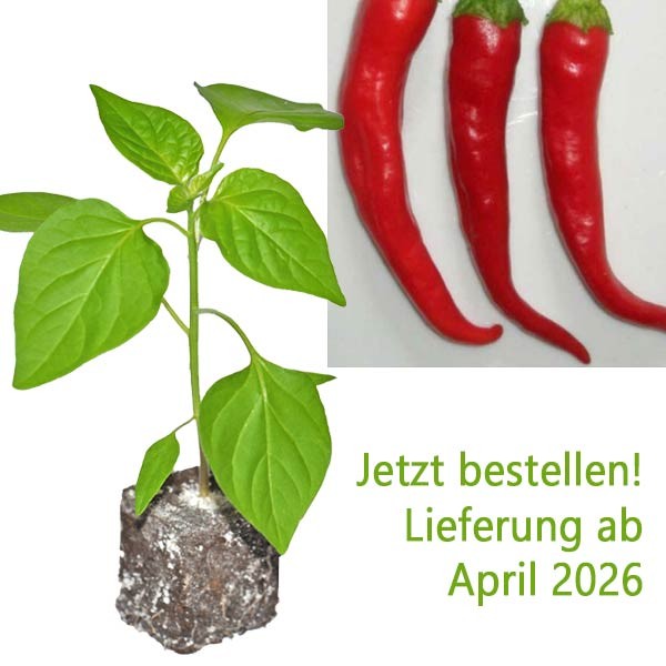 BIO_Ziegenhorn_Chili-Pflanze_01.jpg