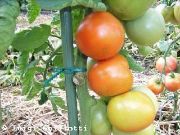 Moneymaker Tomaten Samen B-Ware