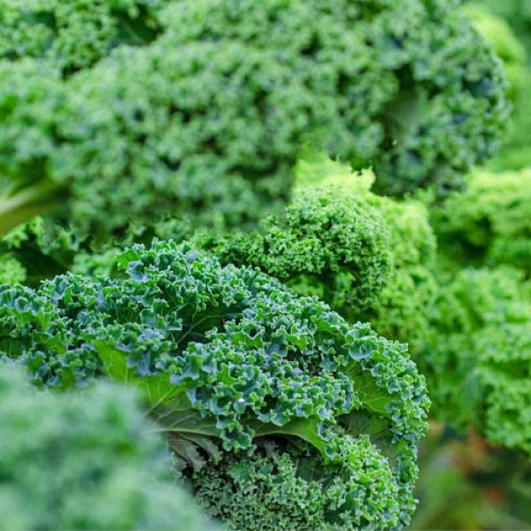 Grünkohl - auch im Winter frisches Gemüse mit Vielseitigkeit