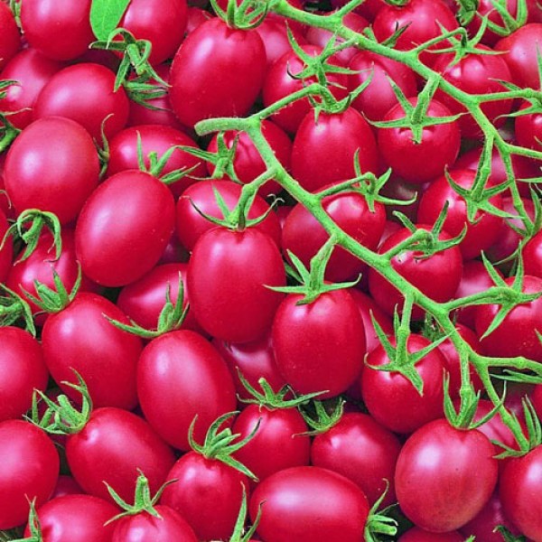 Pink Grape Tomaten Samen