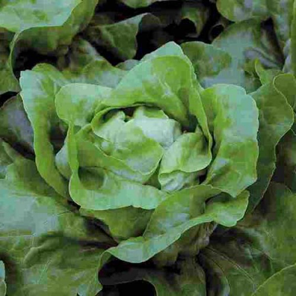 Kopfsalat Maditta Pills