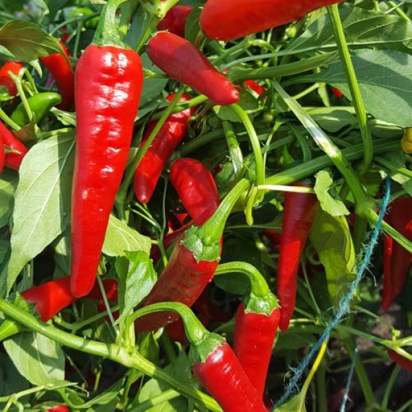 Kung_Pao_Chili_Samen_1.jpg