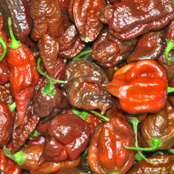 BIO Bhut Jolokia Chocolate Chilis frisch 1kg