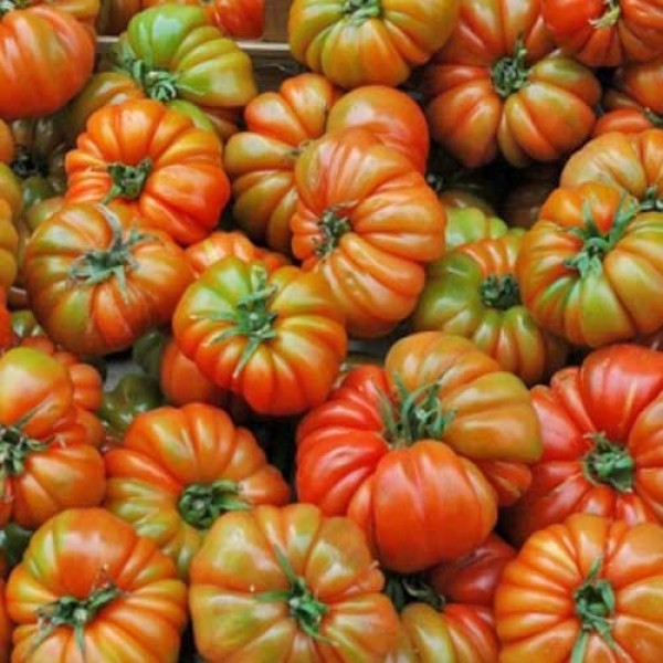 RAF_Tomaten_Samen_1.jpg