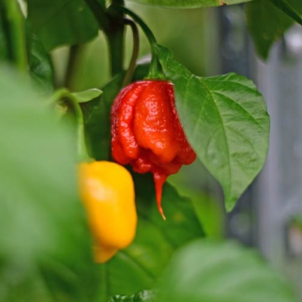 Carolina_Reaper_Chili_Samen_Weltrekordhalter_1.jpg