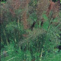 Bronze_Fenchel_Samen_1.jpg Bronze_Fenchel_Samen_1.jpg