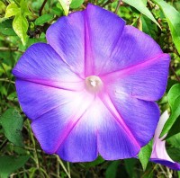 Prunkwinde_Grandpa_Otts_Samen_1.jpg Prunkwinde_Grandpa_Otts_Samen_1.jpg