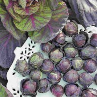 Rosenkohl_Red_Ball_Samen_1.jpg Rosenkohl_Red_Ball_Samen_1.jpg