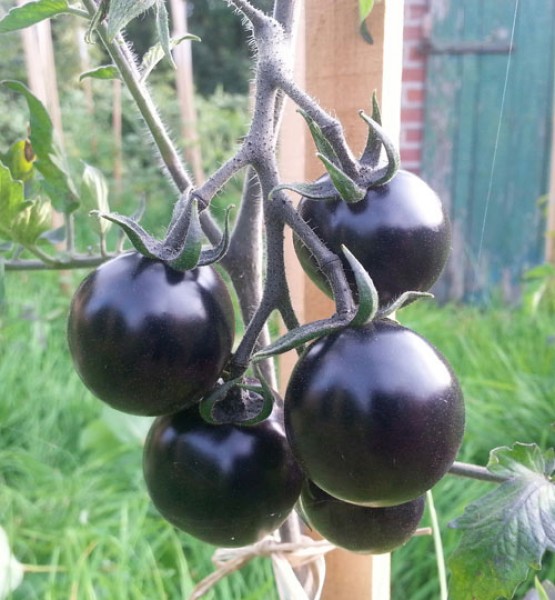 Indigo Rose Tomaten Samen