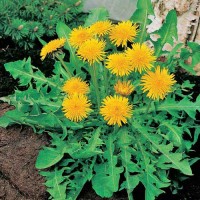 Gewoehnlicher_Loewenzahn_Samen_1.jpg Gewoehnlicher_Loewenzahn_Samen_1.jpg