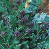 Brokkoli_Purple_Early_Sprouting_Samen_1.jpg Brokkoli_Purple_Early_Sprouting_Samen_1.jpg