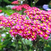 Schafgarbe_Rubra_Red_Samen_1.jpg Schafgarbe_Rubra_Red_Samen_1.jpg