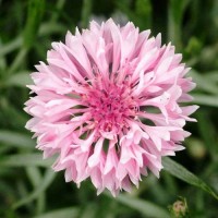 Kornblume_Centaurea_Pink_Samen_1.jpg Kornblume_Centaurea_Pink_Samen_1.jpg