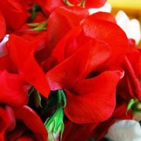 Duftwicke_Mammoth_Scarlet_Samen_1.jpg Duftwicke_Mammoth_Scarlet_Samen_1.jpg