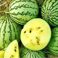 Wassermelone_Petite_Yellow_Samen_1.jpg Wassermelone_Petite_Yellow_Samen_1.jpg
