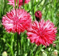 Kornblume_Red_Boy_Samen_1.jpg Kornblume_Red_Boy_Samen_1.jpg