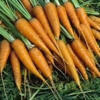 Karotte_Little_Finger_Samen_1.jpg Karotte_Little_Finger_Samen_1.jpg