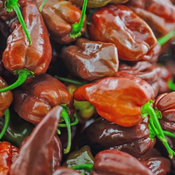 BIO Habanero Chocolate Chilis frisch 1kg